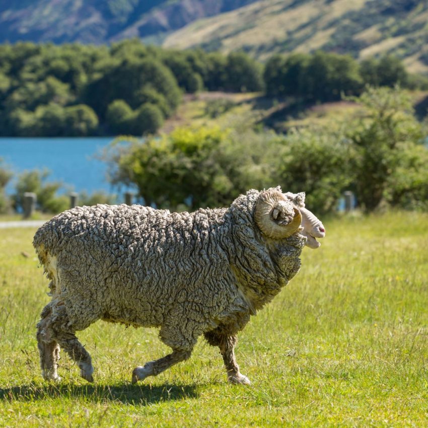 Mouton Mérinos qui gambade en plein air en Nouvelle-Zélande 