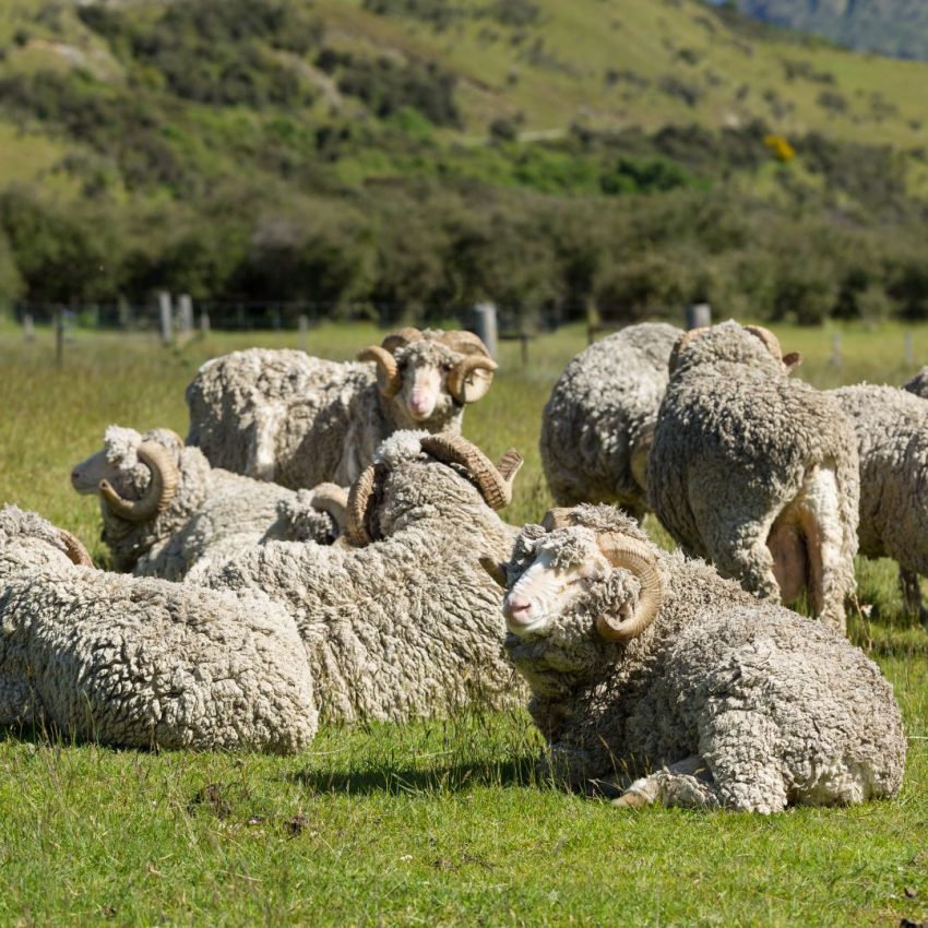Troupeau de moutons Mérinos en Nouvelle-Zélande