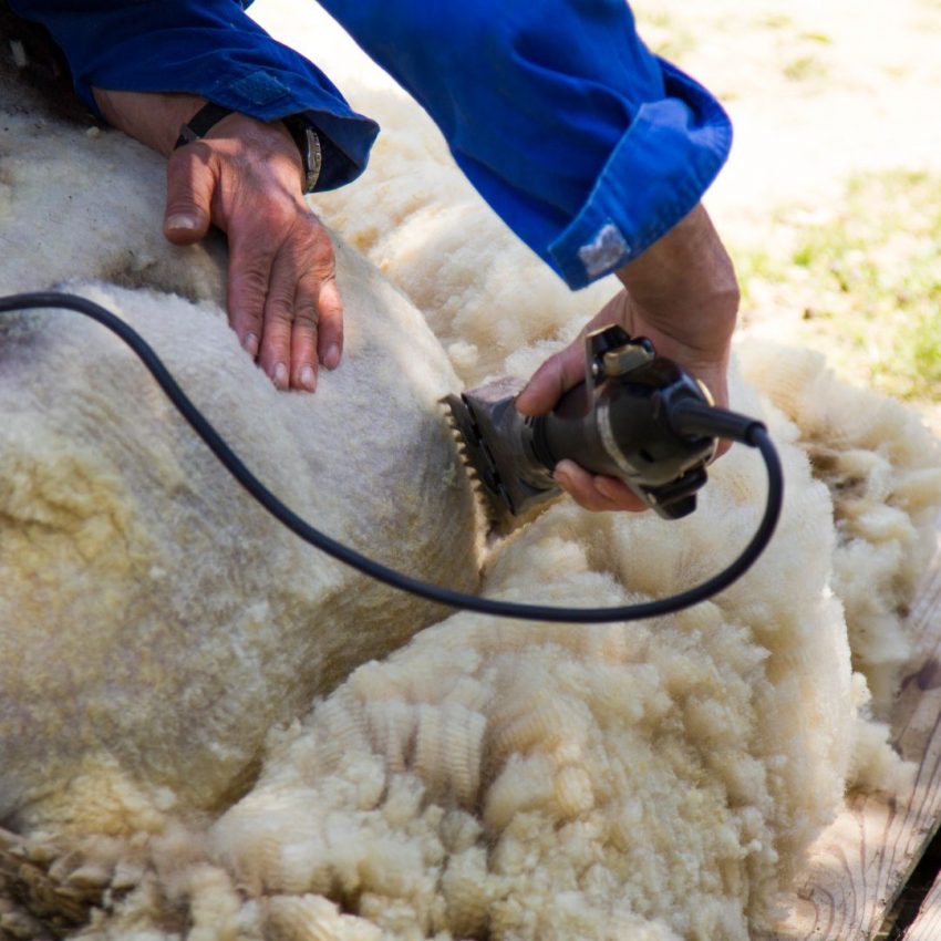 Tonte d'un mouton mérinos en Australie