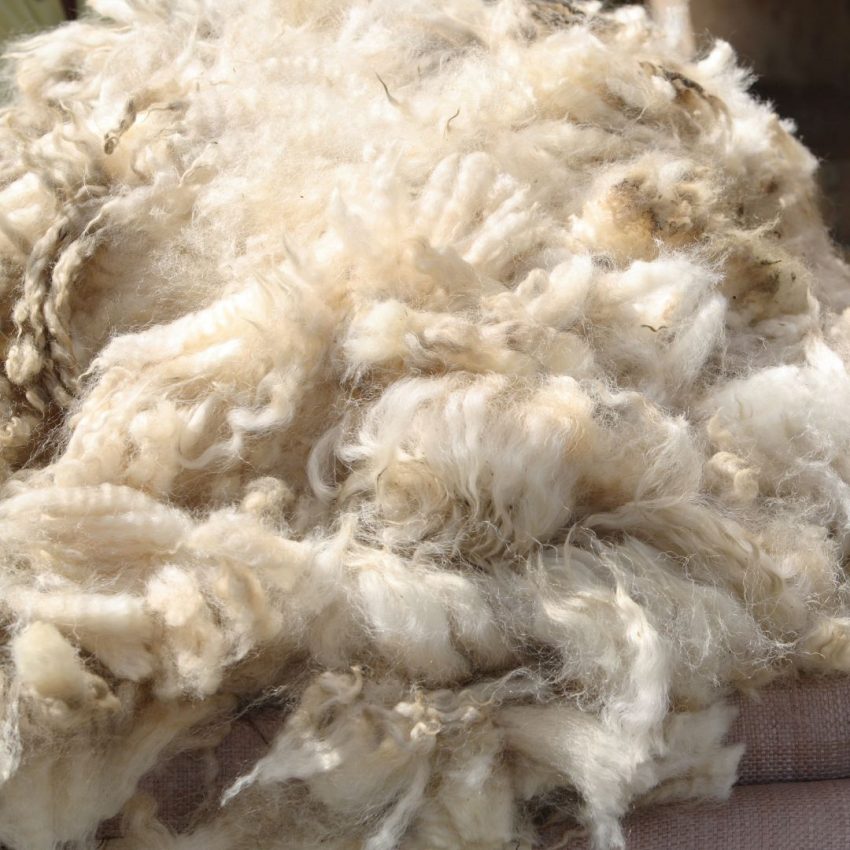 Laine brut recueilli après la toison